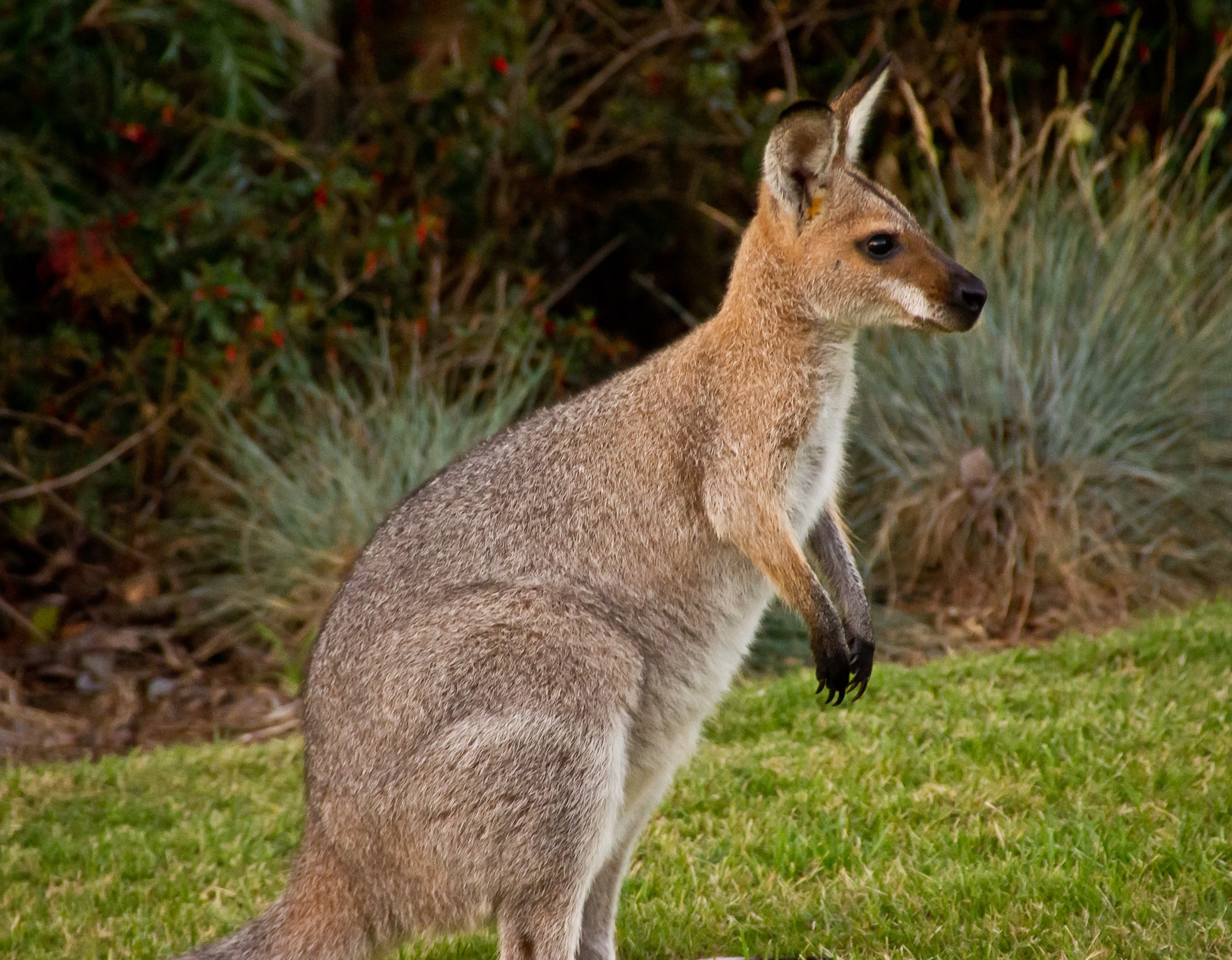 Млекопитающие животные это. Сумчатые животные Австралии кенгуру. Болотный валлаби. Сумчатые кенгуру в Австралии. Австралийский кенгуру валлаби.