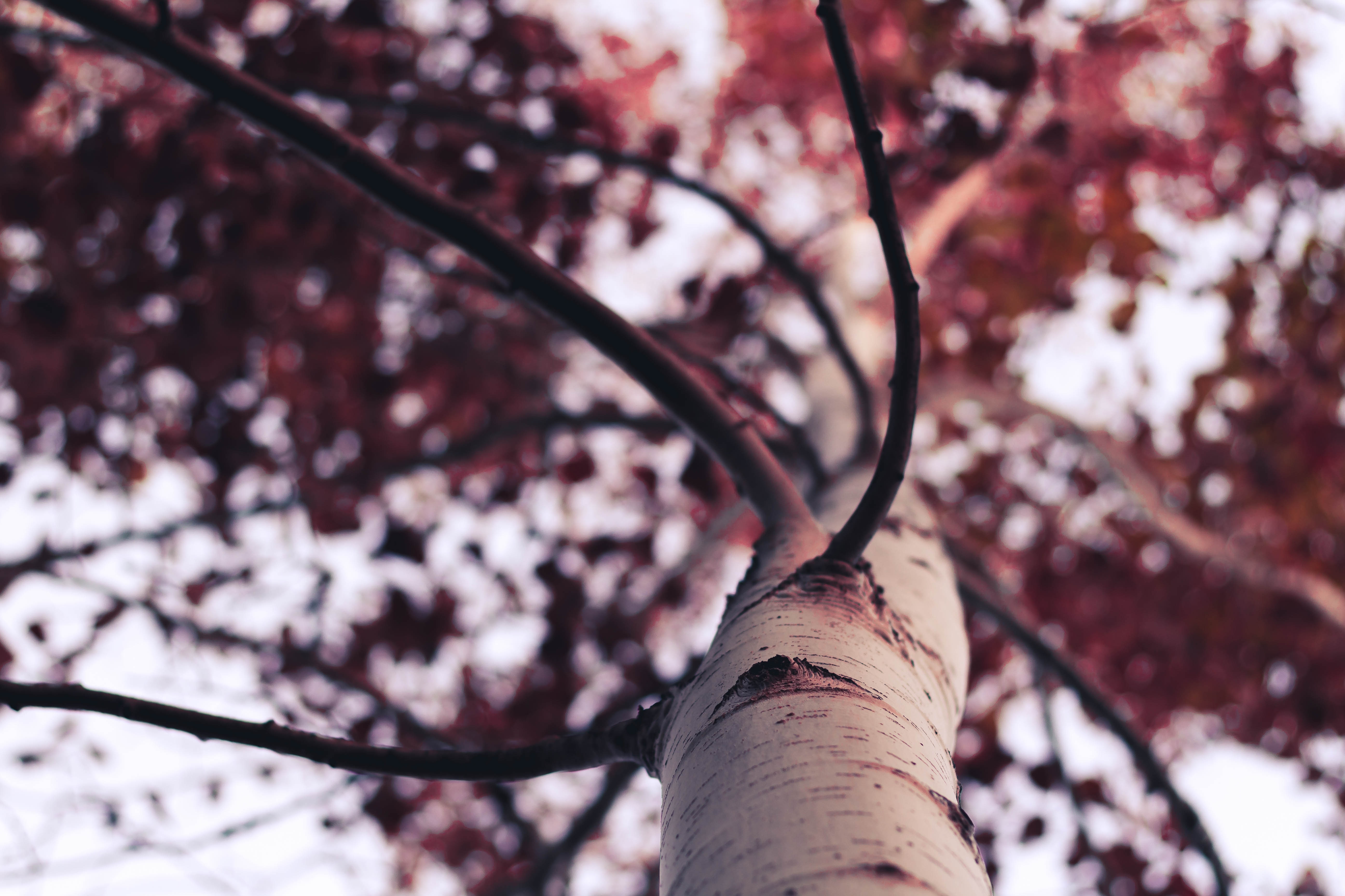 white and red tree out of focus