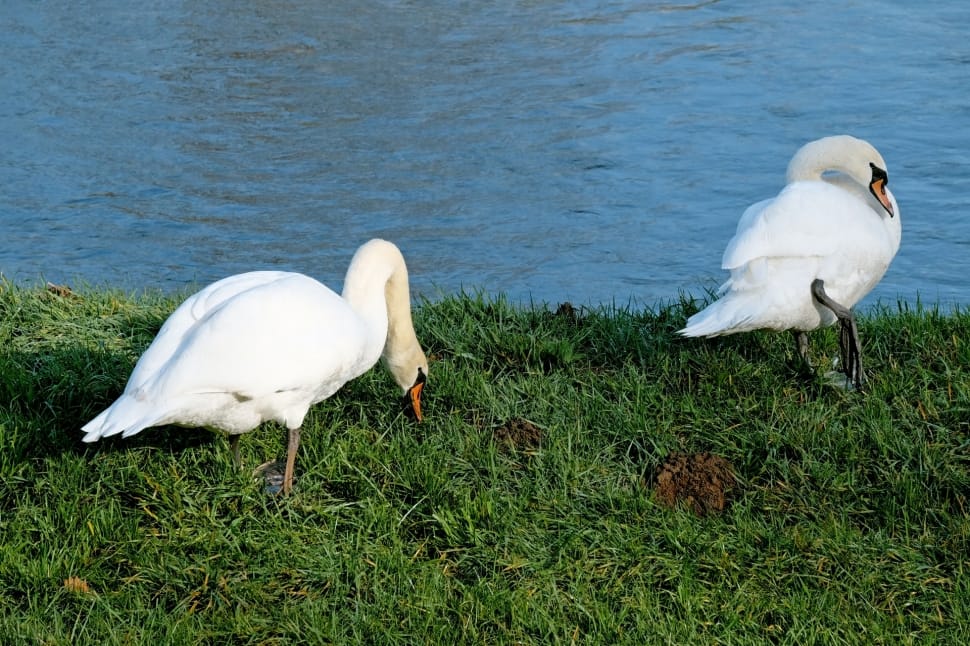 3 mute swans preview