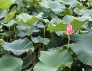 pink water lily flower thumbnail