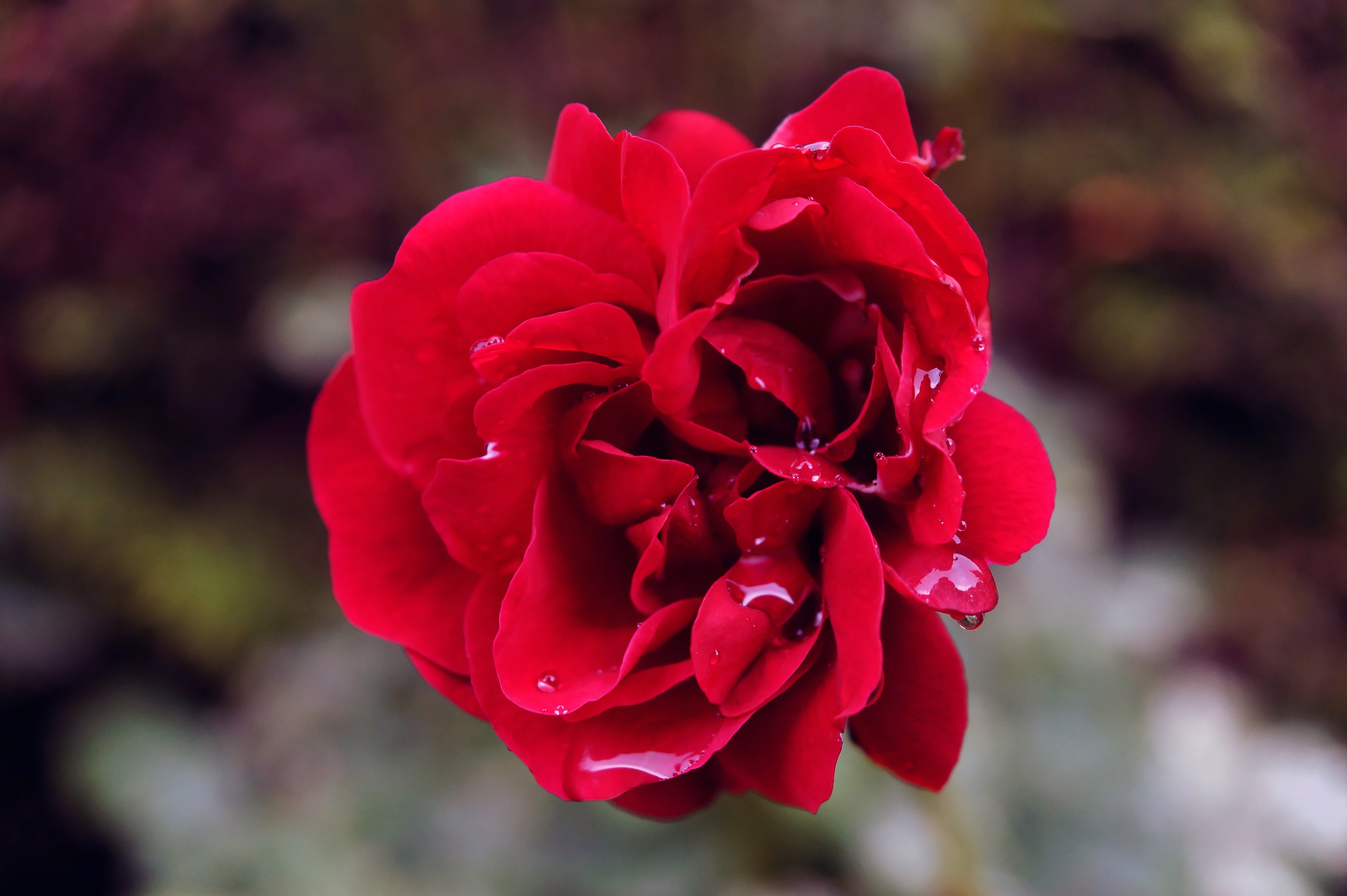 red petal flower