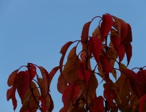 orange and red leaf tree thumbnail