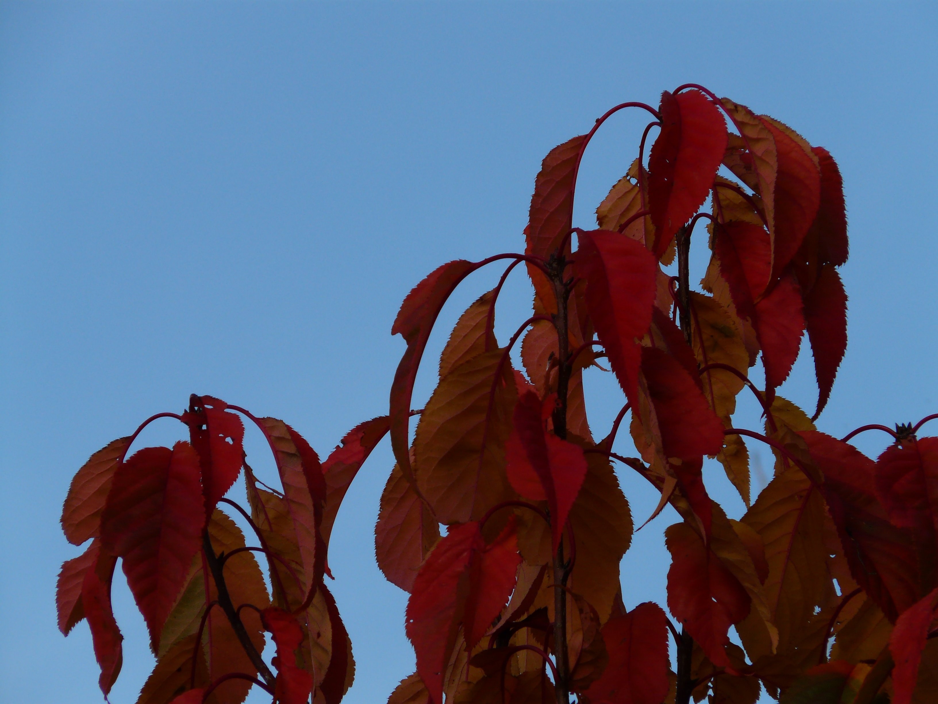 orange and red leaf tree