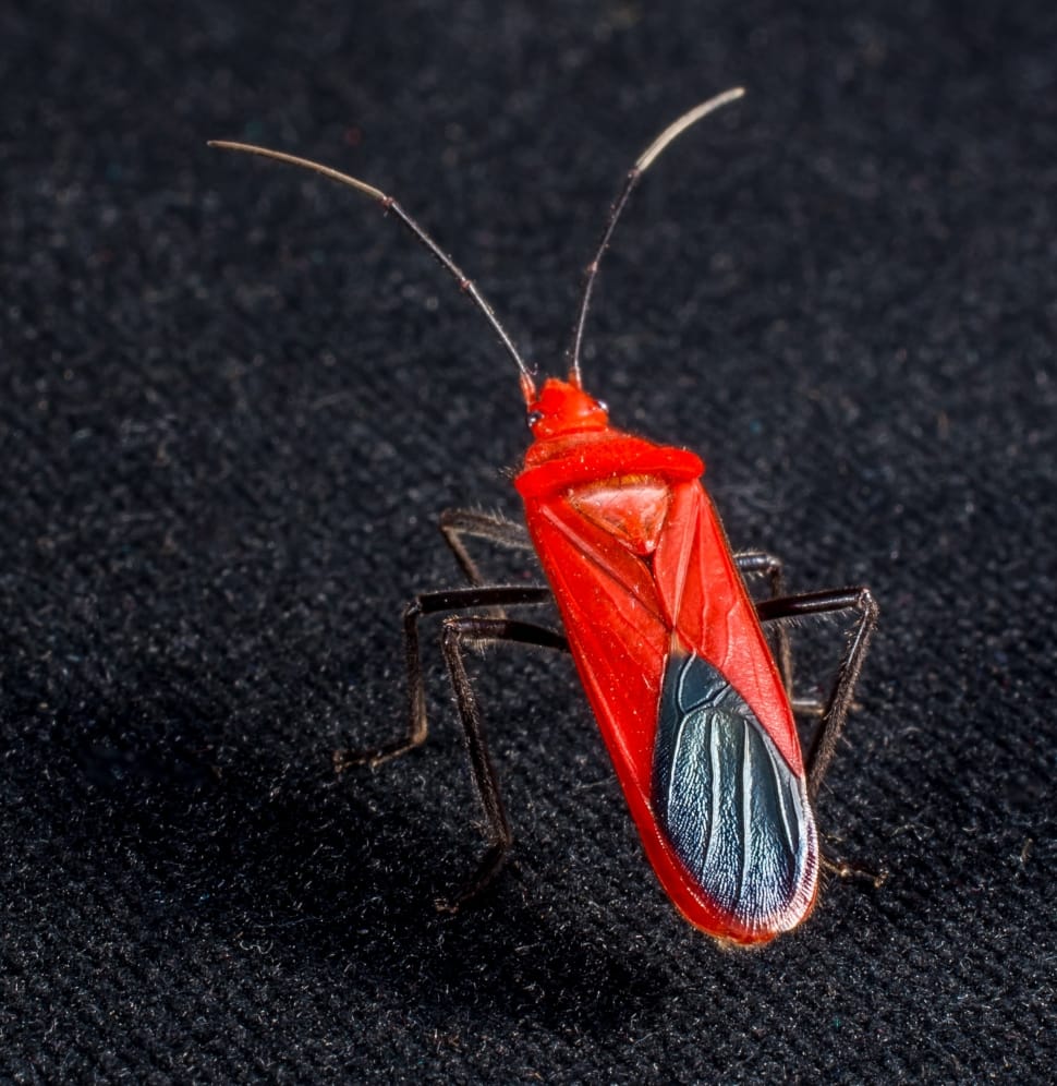 red and black bug preview