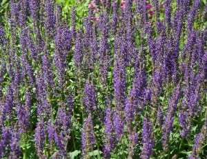 lavender flower thumbnail