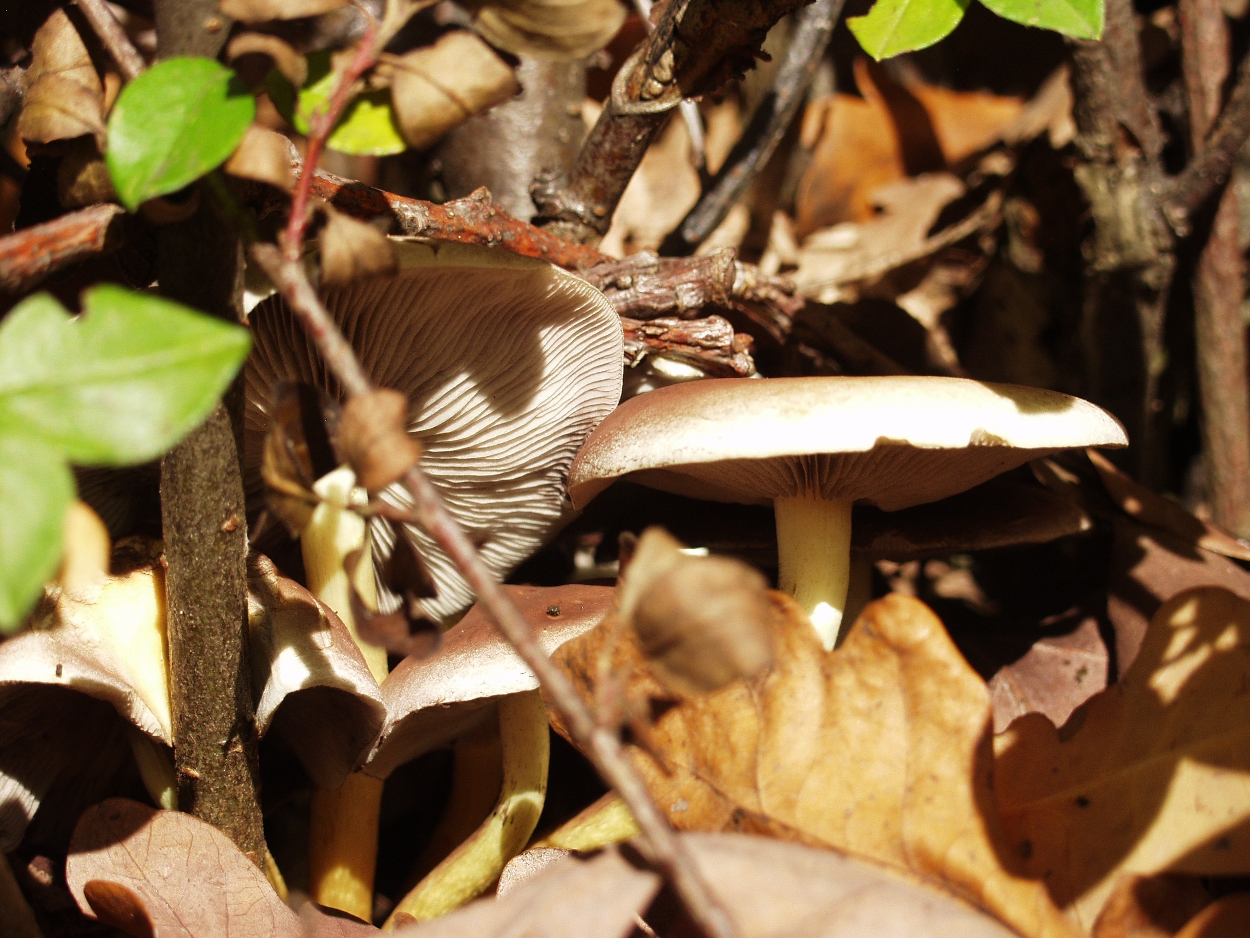 close up photography of brown leaf plant near 2 mushrooms