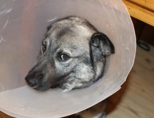 gray dog cone thumbnail
