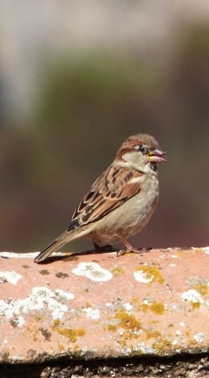 Sparrow, Pardal, Bird, Roof, Eat, one animal, bird thumbnail