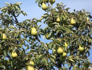 green pears thumbnail