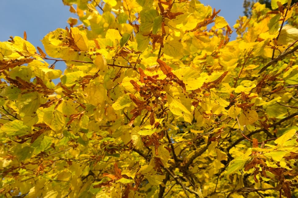 yellow leafed tree preview