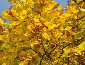 yellow leafed tree thumbnail