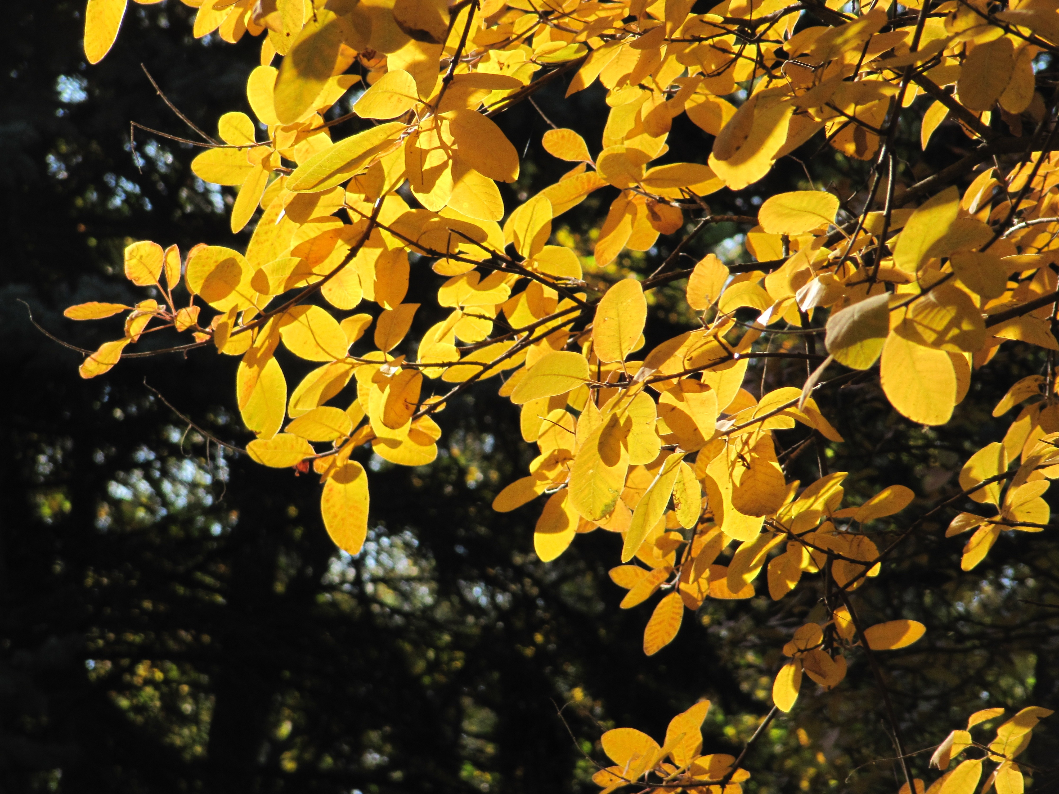 Дерево с желтыми листочками