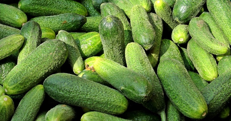 green cucumber preview