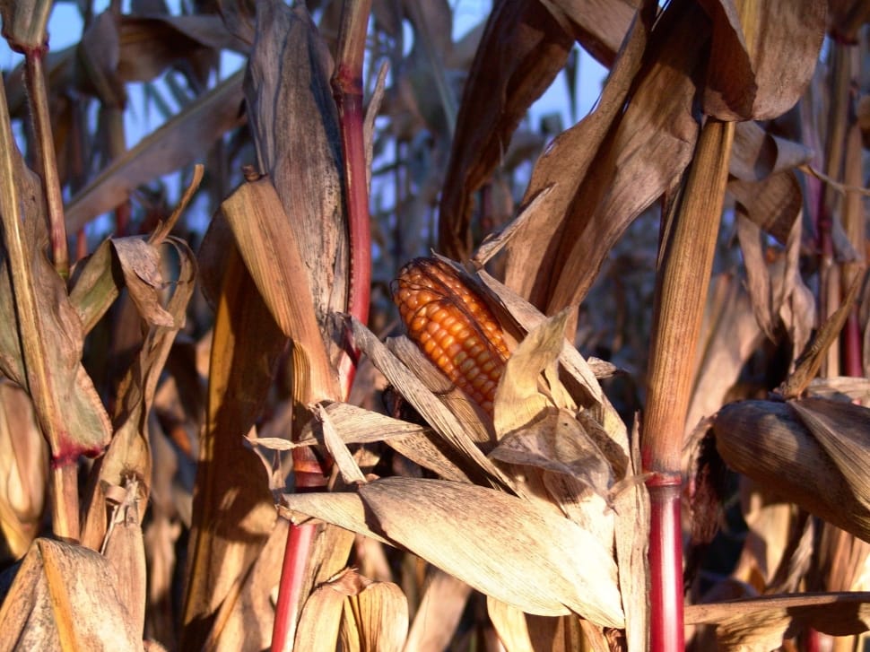 corn field preview