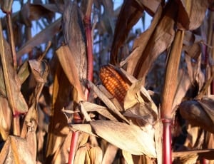 corn field thumbnail