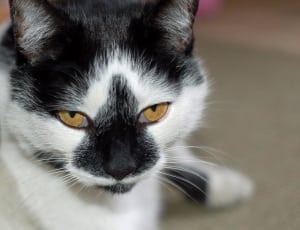 white and black fur cat thumbnail