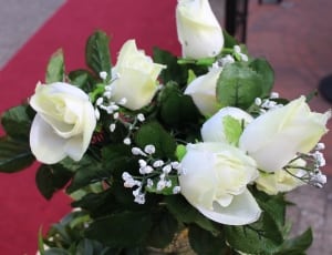white bouquet of roses thumbnail