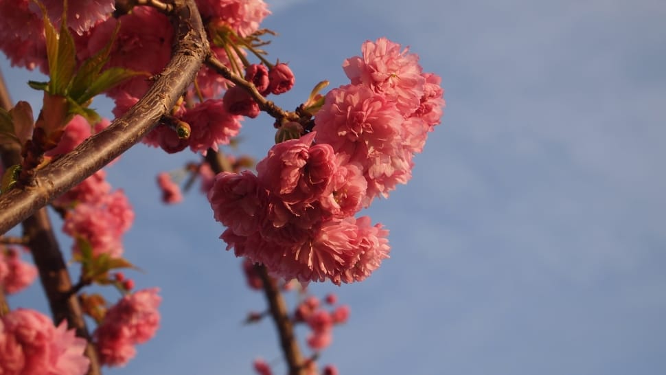 Blue Sky, Blossom, Pink, Nature, Spring, flower, growth preview