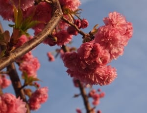 Blue Sky, Blossom, Pink, Nature, Spring, flower, growth thumbnail