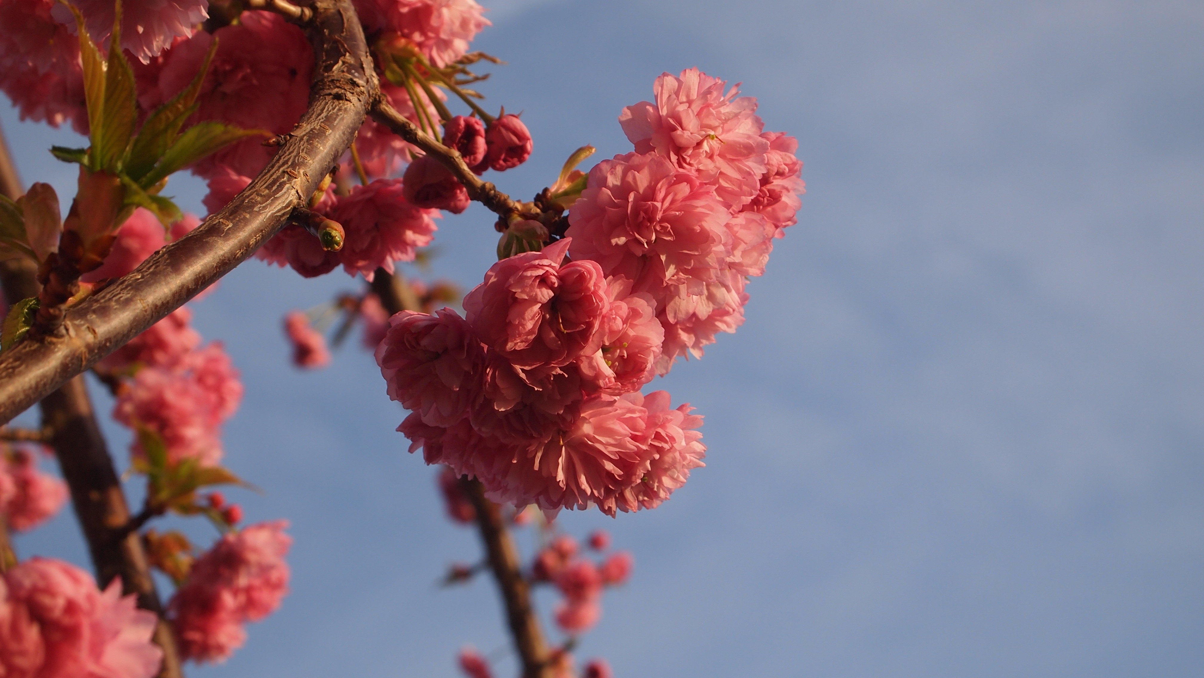 Blue Sky, Blossom, Pink, Nature, Spring, flower, growth