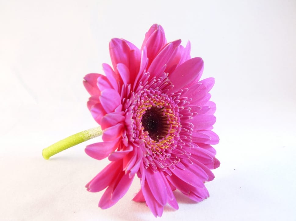 pink petaled flower preview