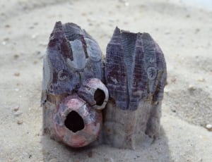 pink and gray ornament on sand thumbnail