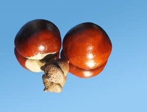 horse chestnut and walnut thumbnail