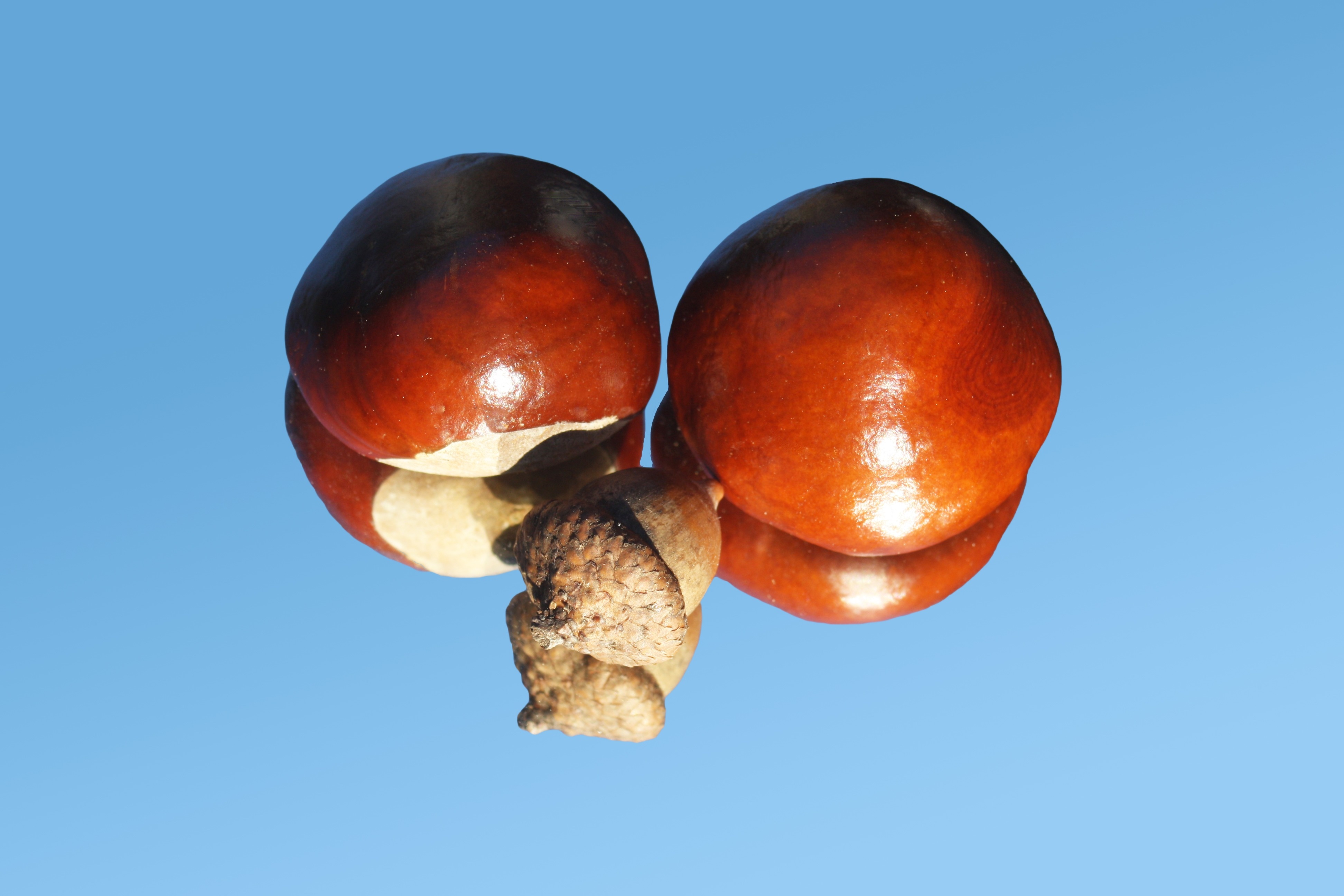horse chestnut and walnut