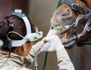 horse teeth cleaning tool thumbnail