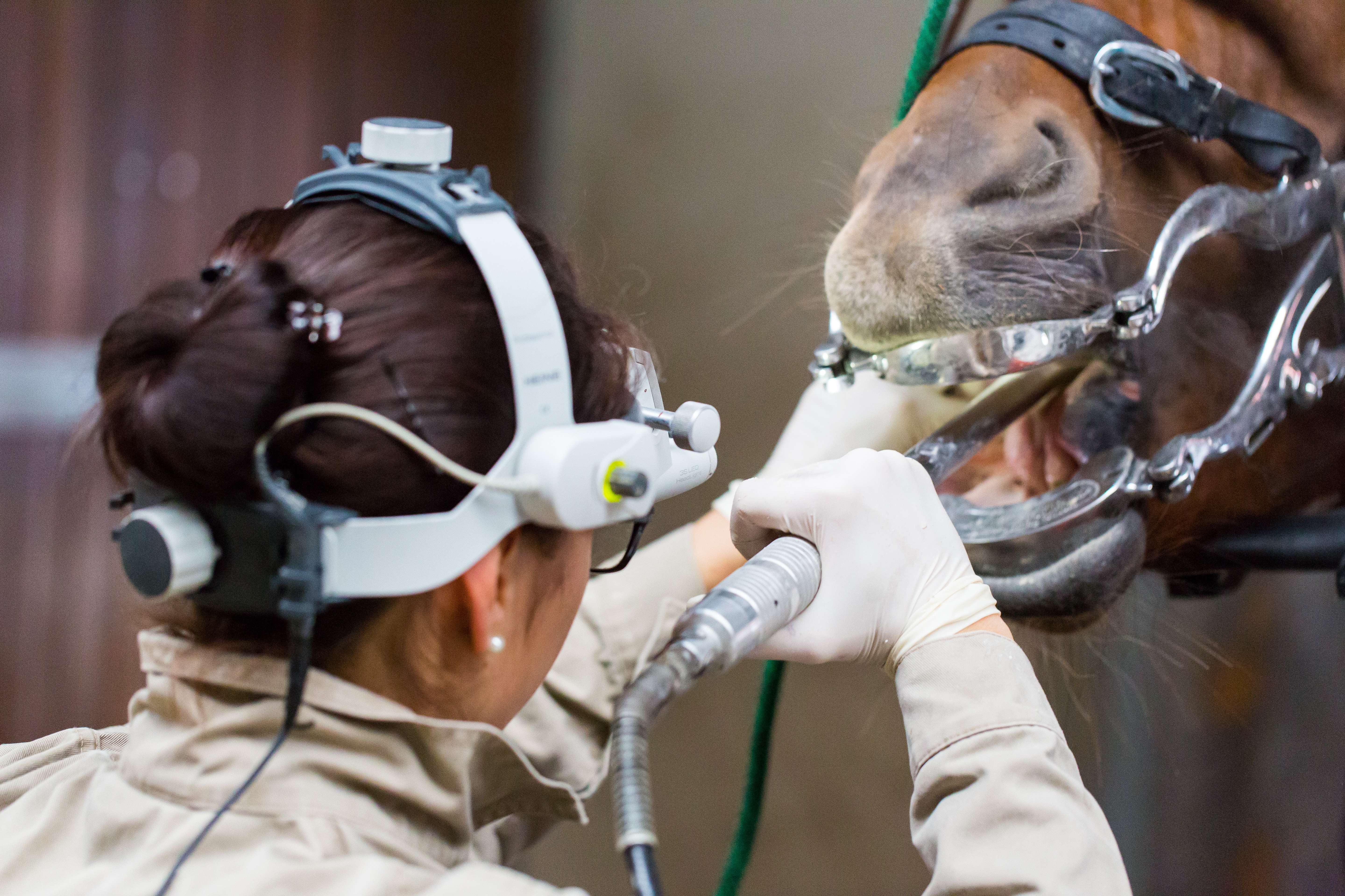 horse teeth cleaning tool