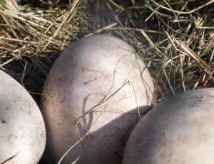 3 eggs on nest thumbnail