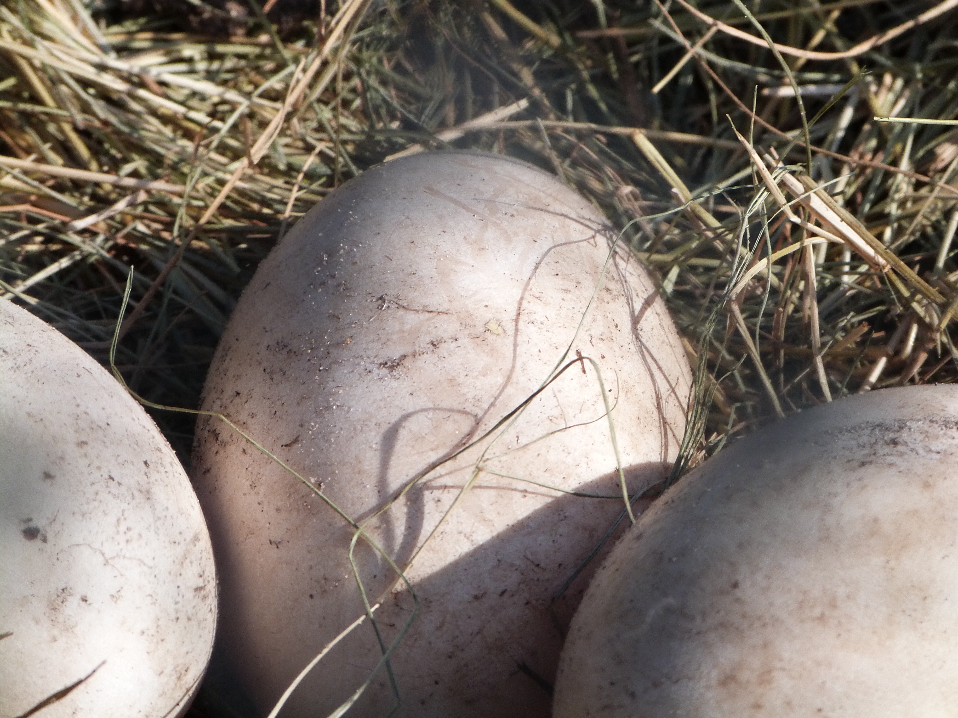 3 eggs on nest