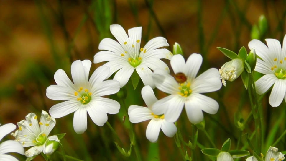 white petaled flowers in closeup photography preview