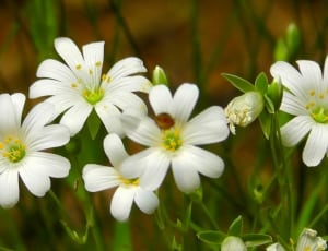 white petaled flowers in closeup photography thumbnail