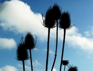Thistles, Sky, Flora, Field, Wild, sky, low angle view thumbnail