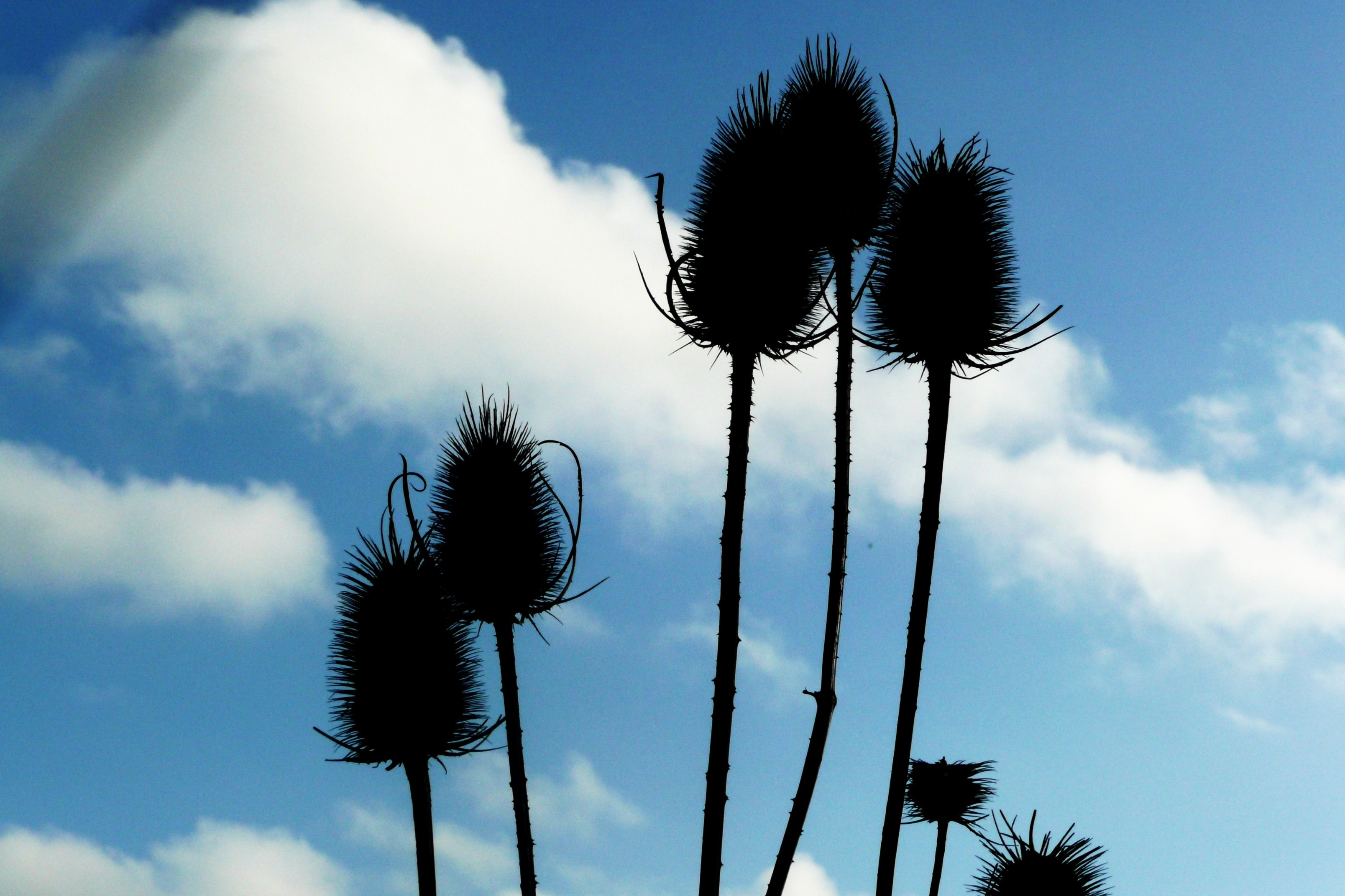 Thistles, Sky, Flora, Field, Wild, sky, low angle view