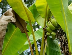 green banana tree thumbnail
