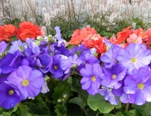 purple and red petaled flowers thumbnail