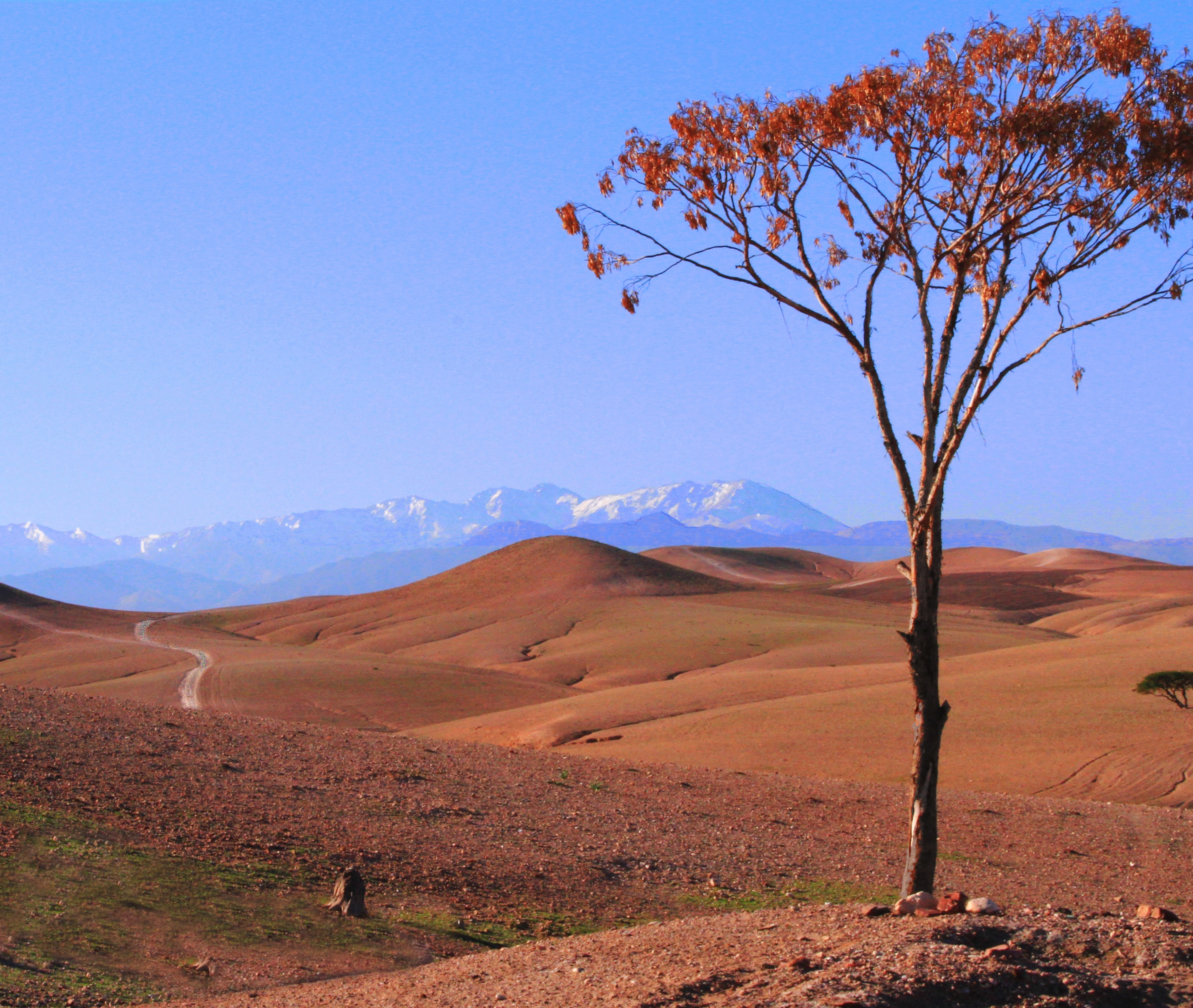 red leaf tree and brown sand