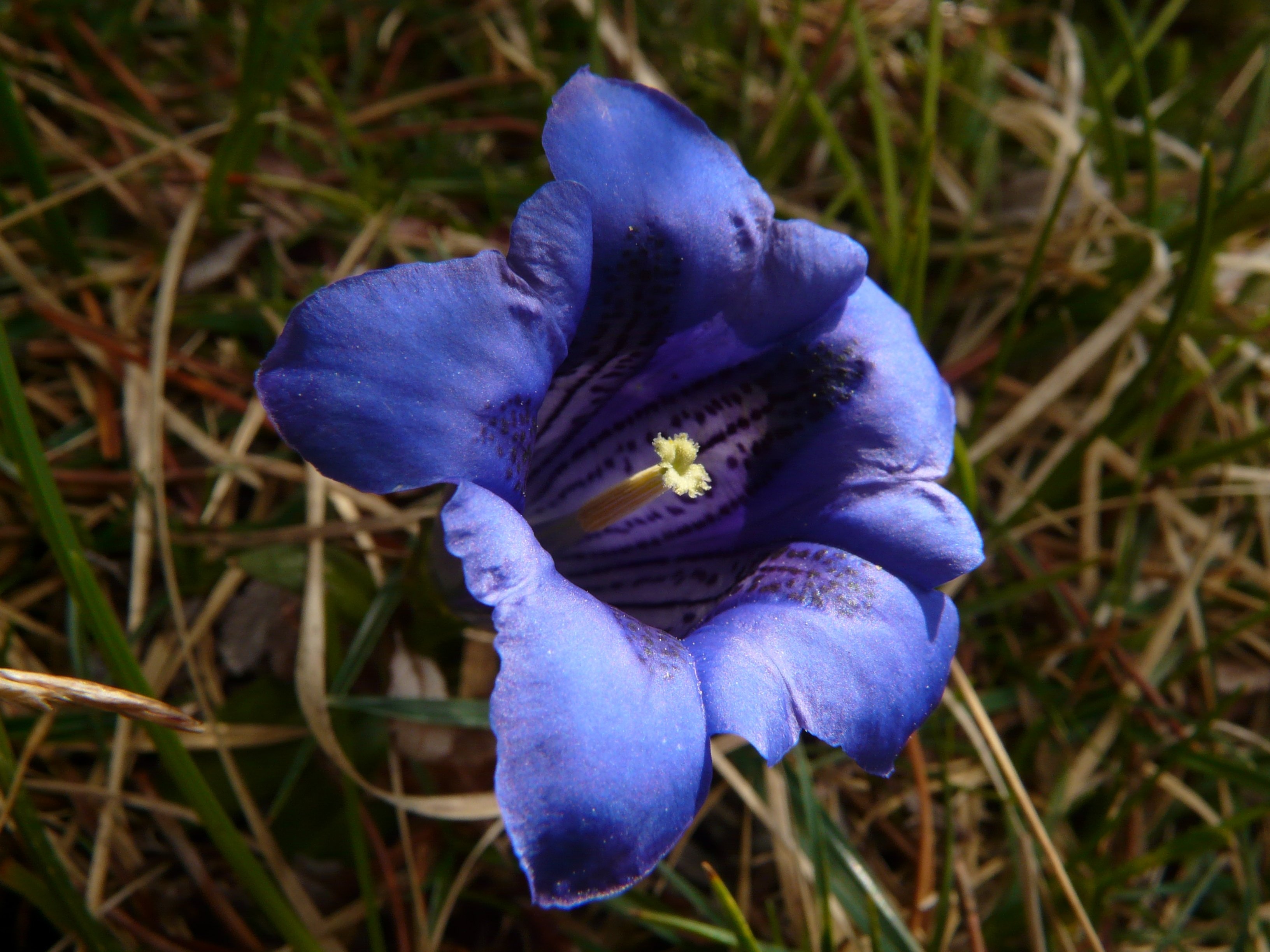 purple campanula flower