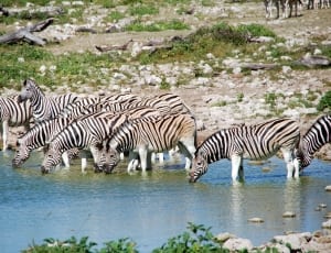 zebras drinking thumbnail