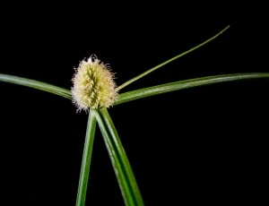 Grass, Weed, Blossom, Bloom, plant, flower thumbnail