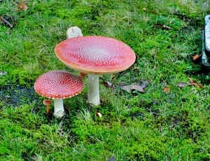 red mushroom thumbnail