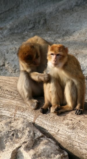 two brown primates thumbnail