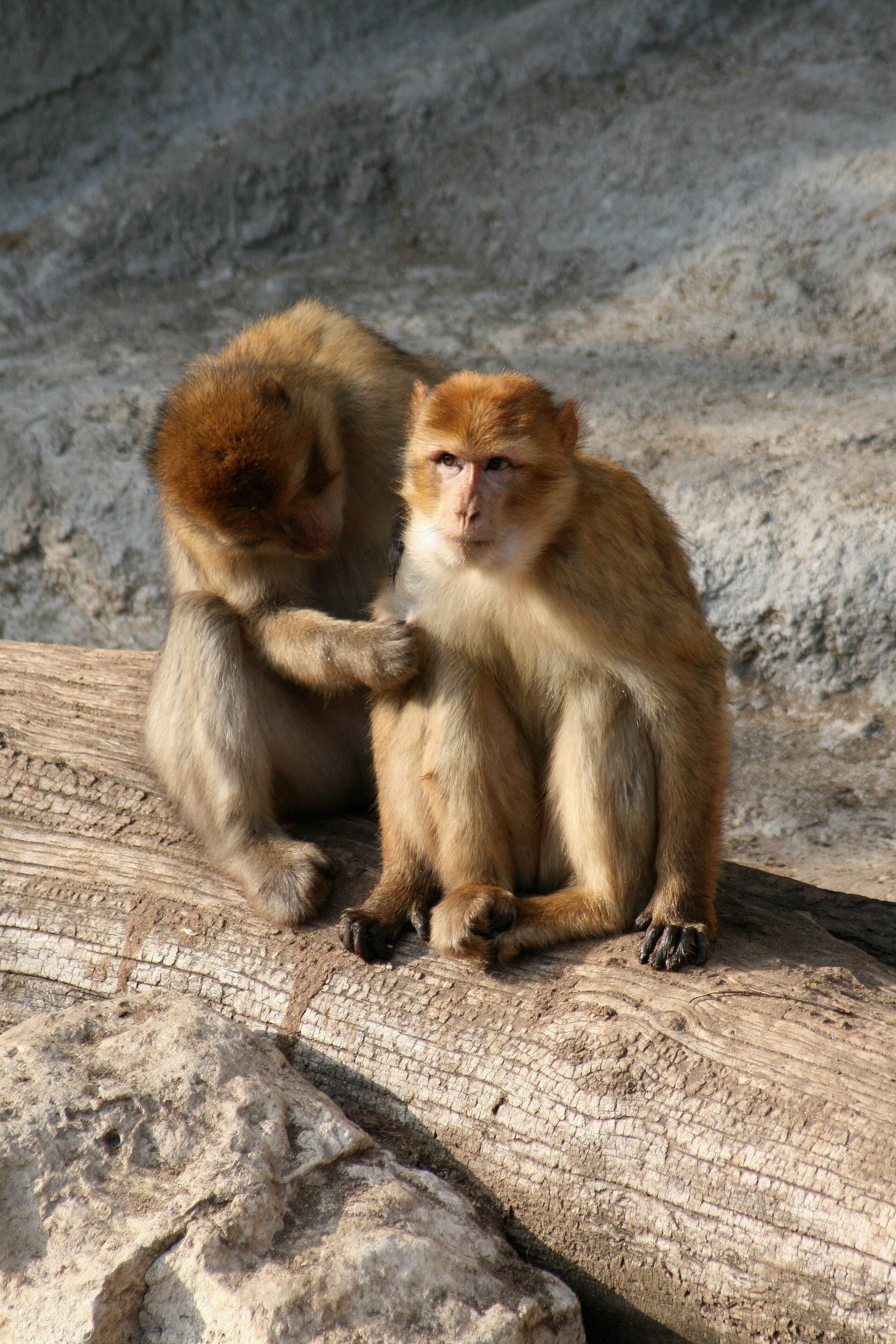 two brown primates