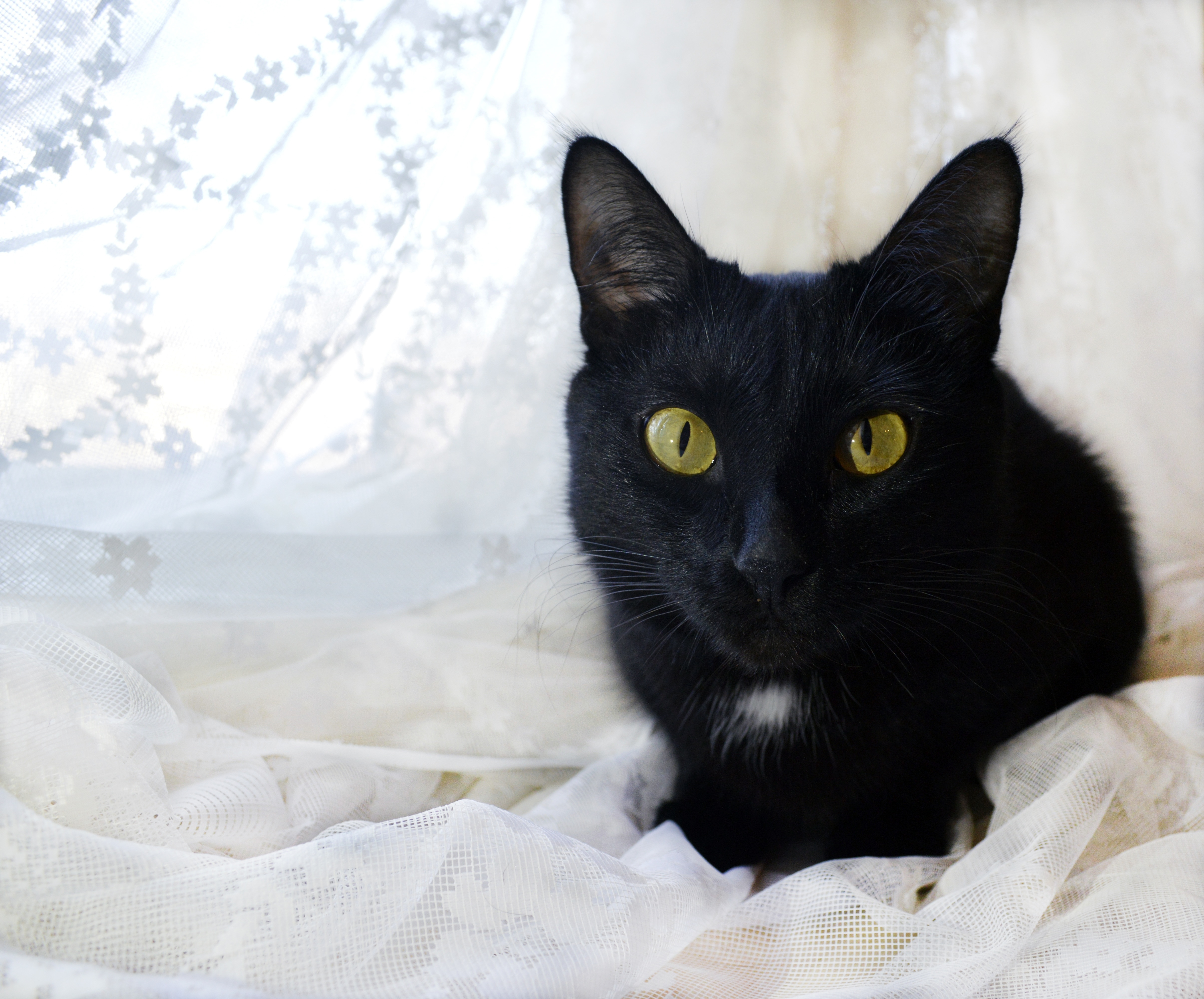Черная кошка россия. Ангорский кот черный. Бомбейская кошка черно белая. Бомбейская кошка с белой грудкой. Порода кошек Бомбейская черная с белой грудкой.