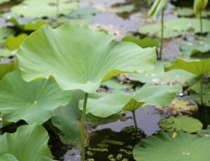 water lily thumbnail