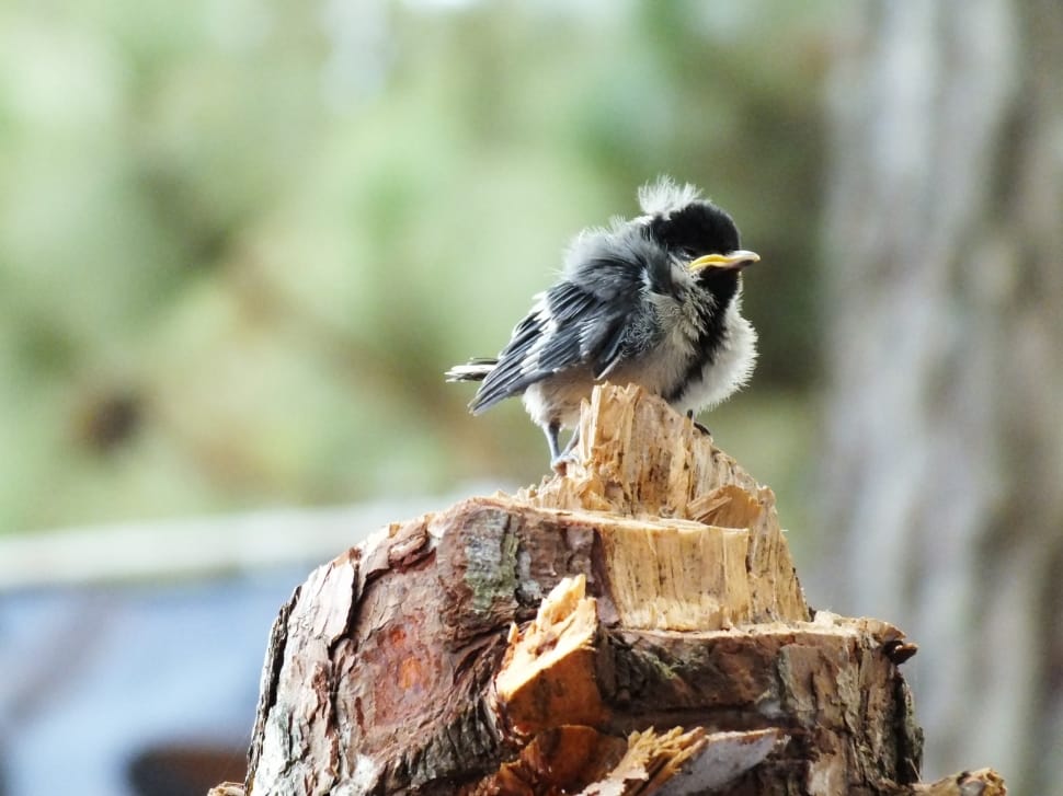 fledgling chickadee preview