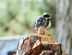 fledgling chickadee thumbnail