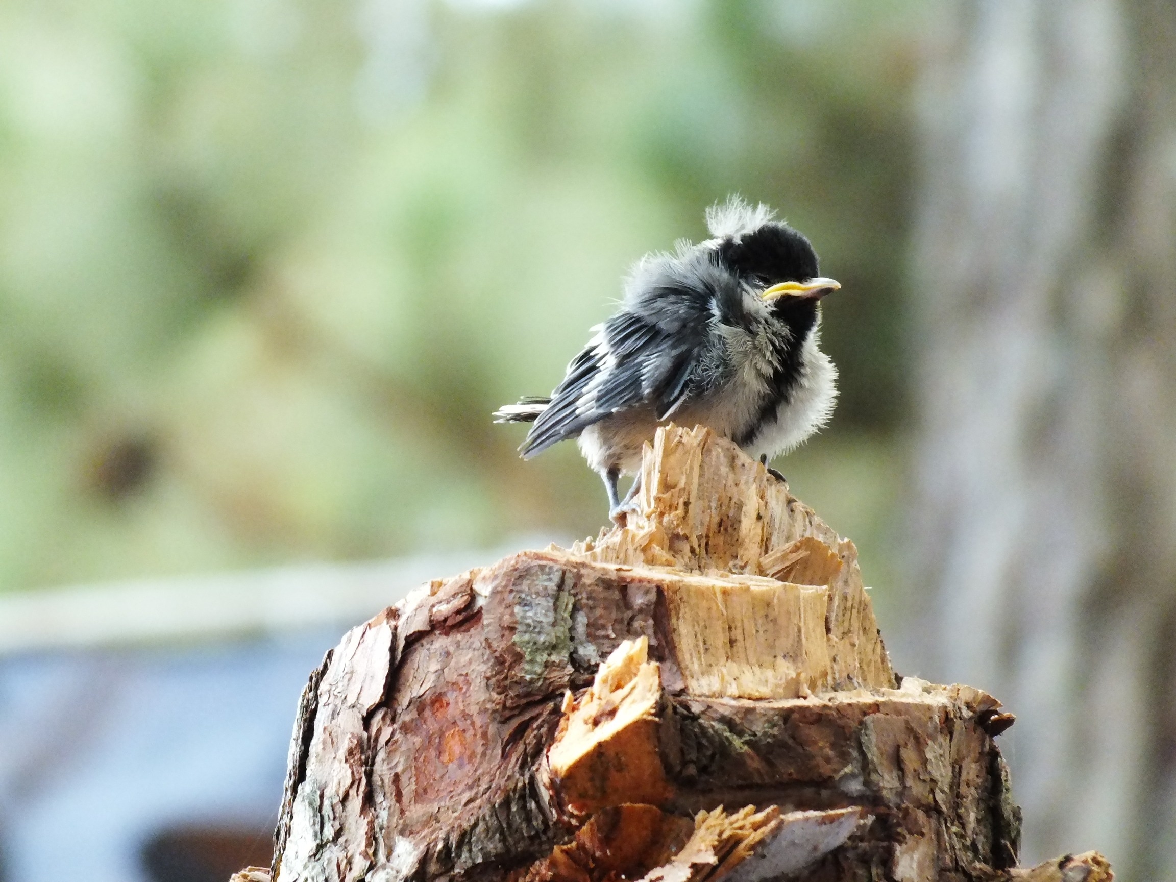 fledgling chickadee